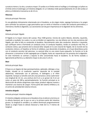 10
curvatura menor y la otra, curvatura mayor. El cardias es el límite entre el esófago y el estómago y el píloro es
el límite entre el estómago y el intestino delgado. En un individuo mide aproximadamente 25 cm del cardias al
píloro y el diámetro transverso es de 12 cm.
Páncreas
Artículo principal: Páncreas
Es una glándula íntimamente relacionada con el duodeno, es de origen mixto, segrega hormonas a la sangre
para controlar los azúcares y jugo pancreático que se vierte al intestino a través del conducto pancreático, e
interviene y facilita la digestión, sus secreciones son de gran importancia en la digestión de los alimentos.
Hígado
Artículo principal: Hígado
El hígado es la mayor víscera del cuerpo. Pesa 1500 gramos. Consta de cuatro lóbulos, derecho, izquierdo,
cuadrado y caudado; los cuales a su vez se dividen en segmentos. Las vías biliares son las vías excretoras del
hígado, por ellas la bilis es conducida al duodeno. Normalmente salen dos conductos: derecho e izquierdo,
que confluyen entre sí formando un conducto único. El conducto hepático, recibe un conducto más fino, el
conducto cístico, que proviene de la vesícula biliar alojada en la cara visceral de hígado. De la reunión de los
conductos císticos y el hepático se forma el colédoco, que desciende al duodeno, en el que desemboca junto
con el conducto excretor del páncreas. La vesícula biliar es una visera hueca pequeña. Su función es la de
almacenar y concentrar la bilis segregada por el hígado, hasta ser requerida por los procesos de la digestión.
En este momento se contrae y expulsa la bilis concentrada hacia el duodeno. Es de forma ovalada o
ligeramente piriforme y su diámetro mayor es de unos 5 a 8 cm.
Bazo
Artículo principal: Bazo
El bazo es un órgano de tipo parenquimatoso, aplanado, oblongo y muy
friable, situado en el cuadrante superior izquierdo de la cavidad
abdominal, relacionado con el páncreas, el diafragma y el riñón
izquierdo. Aunque su tamaño varía de unas personas a otras suele tener
una longitud de 12 cm, una anchura de 8 cm y un grosor de 4 cm así
como un peso de 200 g aproximadamente. Su función principal es la
destrucción de células sanguíneas rojas viejas, producir algunas nuevas y
mantener una reserva de sangre. Forma parte del sistema linfático y es
el centro de actividad del sistema inmune.
Intestino delgado
Artículo principal: Intestino delgado
El intestino delgado comienza en el duodeno (tras el píloro) y termina en
la válvula ileocecal, por la que se une a la primera parte del intestino
grueso. Su longitud es variable y su calibre disminuye progresivamente
desde su origen hasta la válvula ileocecal y mide de 6 a 7 metros de
longitud.
 