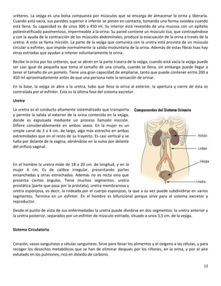 12
uréteres. La vejiga es una bolsa compuesta por músculos que se encarga de almacenar la orina y liberarla.
Cuando está vacía, sus paredes superior e inferior se ponen en contacto, tomando una forma ovoidea cuando
está llena. Su capacidad es de unos 300 a 450 ml. Su interior está revestido de una mucosa con un epitelio
poliestratificado pavimentoso, impermeable a la orina. Su pared contiene un músculo liso, que contrayéndose
y con la ayuda de la contracción de los músculos abdominales, produce la evacuación de la orina a través de la
uretra. A esto se llama micción. La parte de la vejiga que comunica con la uretra está provista de un músculo
circular o esfínter, que impide normalmente la salida involuntaria de la orina. Además de estas fibras lisas hay
otras estriadas que ayudan a retener voluntariamente la orina.
Recibe la orina por los uréteres, que se abren en la parte trasera de la vejiga, cuando está vacía la vejiga puede
ser casi igual de pequeña que toma el tamaño de una ciruela, cuando se llena, sin embargo puede llegar a
tener el tamaño de un pomelo. Tiene una gran capacidad de ampliarse, tanto que puede contener entre 200 a
450 ml aproximadamente antes de que una persona note la sensación de orinar.
En la base, la vejiga se abre a la uretra, tubo que lleva la orina al exterior, la apertura y cierre de ésta es
controlada por el esfínter. Esta es la última fase del sistema excretor.
Uretra
La uretra es el conducto altamente sistematizado que transporta
y permite la salida al exterior de la orina contenida en la vejiga,
donde es expulsada mediante un proceso llamado micción.
Difiere considerablemente en ambos sexos. En la mujer es un
simple canal de 3 a 4 cm. de largo, algo más estrecho en ambas
extremidades que en el resto de su trayecto. Es casi vertical y se
halla por delante de la vagina, abriéndose en la vulva por delante
del orificio vaginal.
En el hombre la uretra mide de 18 a 20 cm. de longitud, y en la
mujer 6 cm. Es de calibre irregular, presentando partes
ensanchadas y otras estrechadas. Además no es recta sino que
presenta ciertos ángulos. Tiene muchos segmentos: uretra
prostática (parte que pasa por la próstata), uretra membranosa y
uretra esponjosa, es decir, la rodeada por el cuerpo esponjoso, la que a su vez puede subdividirse en varios
segmentos. Termina en un esfínter. En el hombre es bifuncional porque sirve para el sistema excretor y
reproductor.
Desde el punto de vista de sus enfermedades la uretra puede dividirse en dos segmentos: la uretra anterior y
la uretra posterior, separados por un esfínter de músculo estriado, situado a unos 3,5 cm. de la vejiga.
Sistema Circulatorio
Corazón, vasos sanguíneos y células sanguíneas. Sirve para llevar los alimentos y el oxígeno a las células, y para
recoger los desechos metabólicos que se han de eliminar después por los riñones, en la orina, y por el aire
exhalado en los pulmones, rico en dióxido de carbono.
 