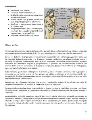 15
Características
 Intervienen en el corazón
 Se liberan al espacio extracelular.
 Se difunden a los vasos sanguíneos y viajan
a través de la sangre.
 Afectan tejidos que pueden encontrarse
lejos del punto de origen de la hormona.
 Su efecto es directamente proporcional a
su concentración.
 Independientemente de su concentración,
requieren de adecuada funcionalidad del
receptor, para ejercer su efecto.
 Regulan el funcionamiento del cuerpo.
Sistema Nervioso
Cerebro, ganglios, nervios, órganos de los sentidos que detectan y analizan estímulos, y elaboran respuestas
apropiadas mediante la estimulación de los efectores apropiados (principalmente músculos y glándulas).
Es una red de tejidos de origen ectodérmico en los animales diblásticos y triblásticos cuya unidad básica son
las neuronas. Su función primordial es la de captar y procesar rápidamente las señales ejerciendo control y
coordinación sobre los demás órganos para lograr una oportuna y eficaz interacción con el medio ambiente
cambiante. Esta rapidez de respuestas que proporciona la presencia del sistema nervioso diferencia a la
mayoría de los animales (eumetazoa) de otros seres pluricelulares de respuesta motil lento que no lo poseen
como los vegetales, hongos, mohos o algas.
Cabe mencionar que también existen grupos de animales (parazoa y mesozoa) como los poríferos, placozoos y
mesozoos que no tienen sistema nervioso porque sus tejidos no alcanzan la misma diferenciación que
consiguen los demás animales ya sea porque sus dimensiones o estilos de vida son simples, arcaicos, de bajos
requerimientos o de tipo parasitario.
Las neuronas son células especializadas, cuya función es coordinar las acciones de los animales por medio de
señales químicas y eléctricas enviadas de un extremo al otro del organismo.
Para su estudio desde el punto de vista anatómico el sistema nervioso se ha dividido en central y periférico,
sin embargo para profundizar su conocimiento desde el punto de vista funcional suele dividirse en somático y
autónomo.
Otra manera de estudiarlo y desde un punto de vista más incluyente, abarcando la mayoría de animales, es
siguiendo la estructura funcional de los reflejos estableciéndose la división entre sistema nervioso sensitivo o
aferente, encargado de incorporar la información desde los receptores, en sistema de asociación, encargado
de almacenar e integrar la información, y en sistema motor o eferente, que lleva la información de salida hacia
los efectores.
 