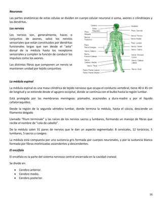 16
Neuronas
Las partes anatómicas de estas células se dividen en cuerpo celular neuronal o soma, axones o cilindroejes y
las dendritas.
Los nervios
Los nervios son, generalmente, haces o
conjuntos de axones, salvo los nervios
sensoriales que están constituidos por dendritas
funcionales largas que van desde el "asta"
dorsal de la médula hasta los receptores
sensoriales y cumplen la función de conducir los
impulsos como los axones.
Las distintas fibras que componen un nervio se
mantienen unidad por tejido conjuntivo.
La médula espinal
La médula espinal es una masa cilíndrica de tejido nervioso que ocupa el conducto vertebral, tiene 40 ó 45 cm
de longitud y se extiende desde el agujero occipital, donde se continúa con el bulbo hasta la región lumbar.
Está protegida por las membranas meníngeas: piamadre, aracnoides y dura-madre y por el líquido
cefalorraquídeo.
Desde la región de la segunda vértebra lumbar, donde termina la médula, hasta el cóccix, desciende un
filamento delgado
Llamado "filum terminale" y las raíces de los nervios sacros y lumbares, formando un manojo de fibras que
recibe el nombre de "cola de caballo".
De la médula salen 31 pares de nervios que le dan un aspecto segmentado: 8 cervicales, 12 torácicos, 5
lumbares, 5 sacros y coxígeo.
La médula está compuesta por una sustancia gris formada por cuerpos neuronales, y por la sustancia blanca
formada por fibras mielinizadas ascendentes y descendentes.
El encéfalo
El encéfalo es la parte del sistema nervioso central encerrada en la cavidad craneal.
Se divide en:
 Cerebro anterior.
 Cerebro medio.
 Cerebro posterior.
 