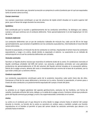 20
Su función es la de evitar que, durante la erección se comprima la uretra (conducto por el cual son expulsados
tanto el semen como la orina).
Cuerpo cavernoso
Los cuerpos cavernosos constituyen un par de columnas de tejido eréctil situadas en la parte superior del
pene, que se llenan de sangre durante las erecciones.
Epidídimo
Está constituido por la reunión y apelotonamiento de los conductos seminíferos. Se distingue una cabeza,
cuerpo y cola que continúa con el conducto deferente. Tiene aproximadamente 5 cm de longitud por 12 mm
de ancho.
Conducto deferente
Los conductos deferentes son un par de conductos rodeados de músculo liso, cada uno de 30 cm de largo
aproximadamente, que conectan el epidídimo con los conductos eyaculatorios, intermediando el recorrido del
semen entre éstos.
Durante la eyaculación, el músculo liso de los conductos se contrae, impulsando el semen hacia los conductos
eyaculatorios y luego a la uretra, desde donde es expulsado al exterior. La vasectomía es un método de
anticoncepción en el cual los conductos deferentes son cortados.
Vesículas seminales
Secretan un líquido alcalino viscoso que neutraliza el ambiente ácido de la uretra. En condiciones normales el
líquido contribuye alrededor del 60% del semen. Las vesículas o glándulas seminales son unas glándulas
productoras de aproximadamente el 3% del volumen del líquido seminal situadas en la excavación pélvica.
Detrás de la vejiga urinaria, delante del recto e inmediatamente por encima de la base de la próstata, con la
que están unidas por su extremo inferior.
Conducto eyaculador
Los conductos eyaculatorios constituyen parte de la anatomía masculina; cada varón tiene dos de ellos.
Comienzan al final de los vasos deferentes y terminan en la uretra. Durante la eyaculación, el semen pasa a
través de estos conductos y es posteriormente expulsado del cuerpo a través del pene.
Próstata
La próstata es un órgano glandular del aparato genitourinario, exclusivo de los hombres, con forma de
castaña, localizada enfrente del recto, debajo y a la salida de la vejiga urinaria. Contiene células que producen
parte del líquido seminal que protege y nutre a los espermatozoides contenidos en el semen.
Uretra
La uretra es el conducto por el que discurre la orina desde la vejiga urinaria hasta el exterior del cuerpo
durante la micción. La función de la uretra es excretora en ambos sexos y también cumple una función
reproductiva en el hombre al permitir el paso del semen desde las vesículas seminales que abocan a la
próstata hasta el exterior.
 