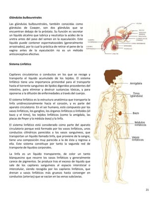 21
Glándulas bulbouretrales
Las glándulas bulbouretrales, también conocidas como
glándulas de Cowper, son dos glándulas que se
encuentran debajo de la próstata. Su función es secretar
un líquido alcalino que lubrica y neutraliza la acidez de la
uretra antes del paso del semen en la eyaculación. Este
líquido puede contener espermatozoides (generalmente
arrastrados), por lo cual la práctica de retirar el pene de la
vagina antes de la eyaculación no es un método
anticonceptivo efectivo.
Sistema Linfático
Capilares circulatorios o conductos en los que se recoge y
transporta el líquido acumulado de los tejidos. El sistema
linfático tiene una importancia primordial para el transporte
hasta el torrente sanguíneo de lípidos digeridos procedentes del
intestino, para eliminar y destruir sustancias tóxicas, y para
oponerse a la difusión de enfermedades a través del cuerpo.
El sistema linfático es la estructura anatómica que transporta la
linfa unidireccionalmente hacia el corazón, y es parte del
aparato circulatorio. En el ser humano, está compuesto por los
vasos linfáticos, los ganglios, los órganos linfáticos o linfoides (el
bazo y el timo), los tejidos linfáticos (como la amígdala, las
placas de Peyer y la médula ósea) y la linfa.
El sistema linfático está considerado como parte del aparato
circulatorio porque está formado por los vasos linfáticos, unos
conductos cilíndricos parecidos a los vasos sanguíneos, que
transportan un líquido llamado linfa, que proviene de la sangre,
tiene una composición muy parecida a la de ésta y regresa a
ella. Este sistema constituye por tanto la segunda red de
transporte de líquidos corporales.
La linfa es un líquido transparente, de color un tanto
blanquecino que recorre los vasos linfáticos y generalmente
carece de pigmentos. Se produce tras el exceso de líquido que
sale de los capilares sanguíneos al espacio intersticial o
intercelular, siendo recogida por los capilares linfáticos, que
drenan a vasos linfáticos más gruesos hasta converger en
conductos (arterias) que se vacían en las venas subclavias.
 