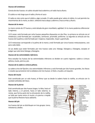 7
Huesos del antebrazo
Consta de dos huesos: el cubito situado hacia adentro y el radio hacia afuera.
El cubito es más largo que el radio y forma el soco-
El radio es más corto que el cúbito y algo curvado. El radio puede girar sobre el cúbito, lo cual permite los
movimientos de la mano, es decir, voltearla hacia abajo y adentro y hacia arriba y afuera.
Huesos de la mano:
La mano consta de 27 huesos y está dotada de gran movilidad y agilidad. En la mano podemos diferenciar
3 regiones:
1) El carpo: está formado por ocho huesos pequeños dispuestos en dos filas. La primera se articula con el
antebrazo y está formada por: escafoides, semilunar, piramidal, pisiforme. La segunda se articula con los
huesos de la palma y está formado por: trapecio, trapezoide, mayor y ganchudo.
2) El metacarpo corresponde a la palma de la mano y está formado por cinco huesos metacarpianos, uno
para cada dedo.
3) Los dedos que están formados por tres huesos cada uno: falange, falangina y falangeta, excepto el
pulgar que solo tiene falange y falangeta.
Huesos de las extremidades inferiores.
Para estudiar los huesos de las extremidades inferiores se dividen en cuatro regiones: cadera o cintura
pélvica, muslo, pierna y pie.
Huesos de la cadera o cintura pélvica.
La cadera sirve de fijación a las extremidades inferiores y está formada por dos huesos grandes, los ilíacos
o coxales que provienen de la soldadura de tres huesos: el ileón, el pubis y el esquión.
Hueso del muslo
Está constituido por un solo hueso, el fémur que va desde la cadera hasta la rodilla, se articula con la
cavidad cotiloidea del ilíaco.
Huesos de la pierna
Está constituida por dos huesos largos: la tibia, hacia el
lado interno, y el peroné, hacia el lado externo; la
rotula, que forma parte de la articulación de la rodilla,
se halla por tanto entre el muslo y la pierna e impide
que la pierna flexione hacia adelante.
Huesos del pie
Los huesos del pie se distribuyen en tres grupos: tarso,
metatarso y dedos.
 