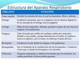 Estructura del Aparato Respiratorio
ÓRGANO FUNCIÓN
Fosas nasales Permitir la entrada del aire, el cual se humedece, filtra y calienta.
Faringe Conducto muscular, que se comparte con el sistema digestivo.
En la entrada de la faringe está la epiglotis
Laringe Filtra el aire inspirado. Además, permite el paso de aire hacia la
tráquea y los pulmones.
Tráquea Tubo formado por anillos de cartílago unidos por músculos.
Debido a esos anillos, aunque flexionemos el cuello, el conducto
nunca se aplasta y, por lo tanto, no obstruye el paso del aire.
Bronquios Conducen el aire desde la tráquea a los pulmones
Bronquiolos Son el resultado de la ramificación de los bronquiolos. Conducen
el aire que va desde los bronquios a los alvéolos
Pulmones Órganos esponjosos y elásticos formados por los alvéolos, los
cuales permiten el intercambio gaseoso.
 