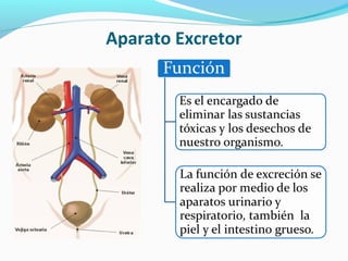 Aparato Excretor
 