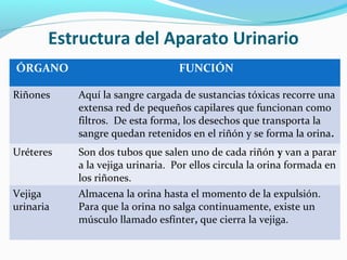 Estructura del Aparato Urinario
ÓRGANO FUNCIÓN
Riñones Aquí la sangre cargada de sustancias tóxicas recorre una
extensa red de pequeños capilares que funcionan como
filtros. De esta forma, los desechos que transporta la
sangre quedan retenidos en el riñón y se forma la orina.
Uréteres Son dos tubos que salen uno de cada riñón y van a parar
a la vejiga urinaria. Por ellos circula la orina formada en
los riñones.
Vejiga
urinaria
Almacena la orina hasta el momento de la expulsión.
Para que la orina no salga continuamente, existe un
músculo llamado esfínter, que cierra la vejiga.
 