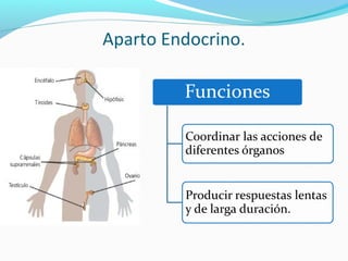 Aparto Endocrino.
 