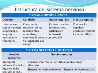 Estructura del sistema nervioso
SISTEMA NERVIOSO CENTRAL
Cerebro Cerebelo Bulbo raquídeo Médula espinal
Interviene en:
comportamient
o, raciocinio,
lenguaje,
movimiento
voluntario.
Coordina la
ejecución de los
movimientos
musculares,
mantiene la postura
y el equilibrio del
cuerpo.
Control de actos
involuntarios,
participa en
reflejos de
protección
Conduce los
impulsos
nerviosos, controla
los actos reflejos
SISTEMA NERVIOSO PERIFÉRICO
Nervios
sensitivos
Nervios motores
Transporta
información de los
órganos de los
sentidos al SNC.
Conduce información de SNC a los músculos y
glándulas.
Sistema nervioso autónomo Sistema nervioso somático
 