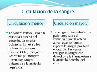 Circulación de la sangre.
La sangre venosa llega a la
aurícula derecha del
corazón. La arteria
pulmonar la lleva a los
pulmones para que
expulse CO2 y recoja O2.
Las venas pulmonares
llevan esta sangre
oxigenada a la aurícula
izquierda.
La sangre oxigenada de los
pulmones sale del
ventrículo por la arteria
aorta, este conducto
reparte la sangre por todo
el cuerpo. Las venas
recogen la sangre con
desechos y la transportan a
la aurícula derecha del
corazón.
Circulación menor Circulación mayor.
 