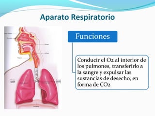 Aparato Respiratorio
 