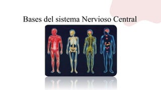 Bases del sistema Nervioso Central
 
