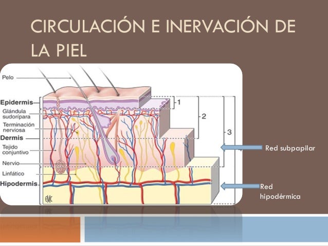 Aparato tegumentario