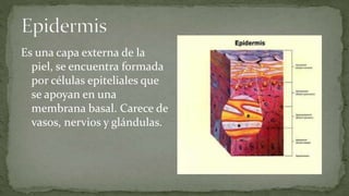 Es una capa externa de la
piel, se encuentra formada
por células epiteliales que
se apoyan en una
membrana basal. Carece de
vasos, nervios y glándulas.

 