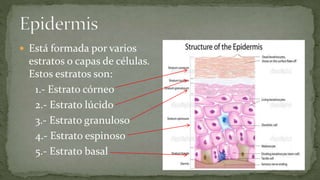  Está formada por varios

estratos o capas de células.
Estos estratos son:
1.- Estrato córneo
2.- Estrato lúcido
3.- Estrato granuloso
4.- Estrato espinoso
5.- Estrato basal

 