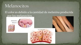 El color es debido a la cantidad de melanina producida
por los melanocitos.

 
