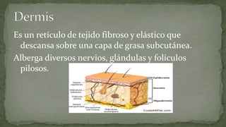 Es un retículo de tejido fibroso y elástico que
descansa sobre una capa de grasa subcutánea.
Alberga diversos nervios, glándulas y folículos
pilosos.

 