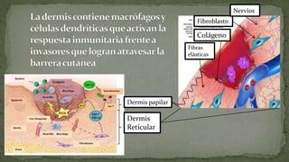 Nervios
Fibroblasto

Colágeno
Fibras
elásticas

Dermis papilar

Dermis
Reticular

 