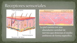 La piel cuenta con una
abundante cantidad de
nervios que detectan el medio
ambiente de forma especifica

 