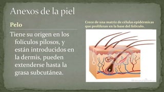 Pelo

Tiene su origen en los
folículos pilosos, y
están introducidos en
la dermis, pueden
extenderse hasta la
grasa subcutánea.

Crece de una matriz de células epidérmicas
que proliferan en la base del folículo.

 