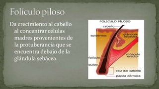 Da crecimiento al cabello
al concentrar células
madres provenientes de
la protuberancia que se
encuentra debajo de la
glándula sebácea.

 