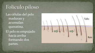 Las células del pelo
maduran y
acumulan
queratina.
El pelo es empujado
hacia arriba
formando dos
partes.

Tallo

Raíz

 