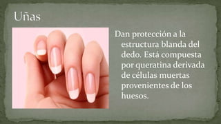 Dan protección a la
estructura blanda del
dedo. Está compuesta
por queratina derivada
de células muertas
provenientes de los
huesos.

 