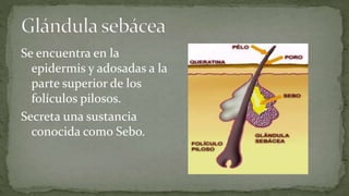 Se encuentra en la
epidermis y adosadas a la
parte superior de los
folículos pilosos.
Secreta una sustancia
conocida como Sebo.

 
