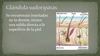 Se encuentran insertadas
en la dermis, tienen
una salida directa a la
superficie de la piel.

 