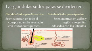 Glándula Sudorípara Merocrina

Se encuentran en todo el
cuerpo, no están asociadas
con los folículos pilosos.

Glándula Sudorípara Apocrina

Se encuentran en axilas y
región ano genital
adosados con los folículos.

 