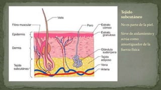 Tejido
subcutáneo
No es parte de la piel.

Sirve de aislamiento y
actúa como
amortiguador de la
fuerza física

 