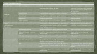 Formas y funciones de la piel
Capa de la piel

Forma

Función

Parte superficial de la piel; sin vasos

Protección frente a microbios, perdida de
calor, trauma mecánico, deshidratación y
luz ultravioleta

Estrato corneo

Capa superficial; células muertas llenas de queratina

Es parte de la barrera epidérmica

Estrato basal

Capa epidérmica mas profunda; epitelio cilíndrico

Produce las nuevas células epidérmicas

Melanocito

Células del estrato basal

Produce melanina

Célula dendrítica

Linfocitos que se encuentran en toda la epidermis

Defensa inmunitaria

Dermis

Tejido conectivo fibroso; abundante en vasos y nervios

Amortigua, estira y nutre la epidermis

Capa subcutanea
(hipodermis)

Tejido conectivo areolar debajo de la piel; contienen
células lipidicas, vasos y nervios

Conecta la piel con la superficie muscular

Receptores sensoriales

Terminaciones nerviosas libres o bulbos tipo cebolla

Detecta la presión, tacto y temperatura

Glándulas sebáceas (materias
grasas)

Con forma de saco; asociadas a los folículos pilosos;
producen sebo

El sebo lubrica la piel e impide la
deshidratación

Glándulas sudoríparas merocrinas

Secretan sudor acuoso y salado en la superficie de la
piel

Enfriamiento

Glándulas sudoríparas apocrinas

En espiral de las axilas y la ingle; la secreción contiene
material celular; liberadas en el folículo piloso

Glándulas odoríferas

Pelo

Compuesto por queratina; crece a partir de células en
el folículo piloso; el musculo erector del vello eleva el
pelo

Conservación de calor, protección frente a
la luz ultravioleta y disminución de la
fricción

Uñas

Compuesta por queratina sintetizada por las células del
estrato corneo

Protege los dedos de la manos y los pies.
Facilita la prensión

Epidermis

Estructuras secundarias

Elementos importantes

 