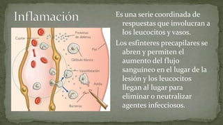 Es una serie coordinada de
respuestas que involucran a
los leucocitos y vasos.
Los esfinteres precapilares se
abren y permiten el
aumento del flujo
sanguíneo en el lugar de la
lesión y los leucocitos
llegan al lugar para
eliminar o neutralizar
agentes infecciosos.

 
