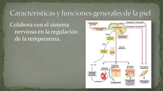 Colabora con el sistema
nervioso en la regulación
de la temperatura.

 