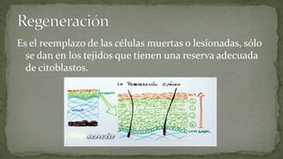 Es el reemplazo de las células muertas o lesionadas, sólo
se dan en los tejidos que tienen una reserva adecuada
de citoblastos.

 