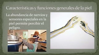 La abundancia de nervios y
sensores especiales en la
piel permite percibir el
peligro.

 