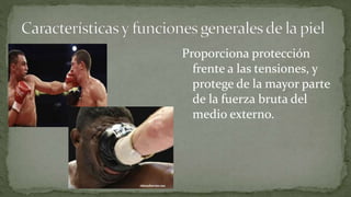 Proporciona protección
frente a las tensiones, y
protege de la mayor parte
de la fuerza bruta del
medio externo.

 