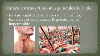  Es la principal defensa frente a contaminantes,

bacterias y otras amenazas. Es prácticamente
impermeable.

 