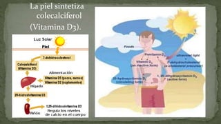 La piel sintetiza
colecalciferol
(Vitamina D3).

 