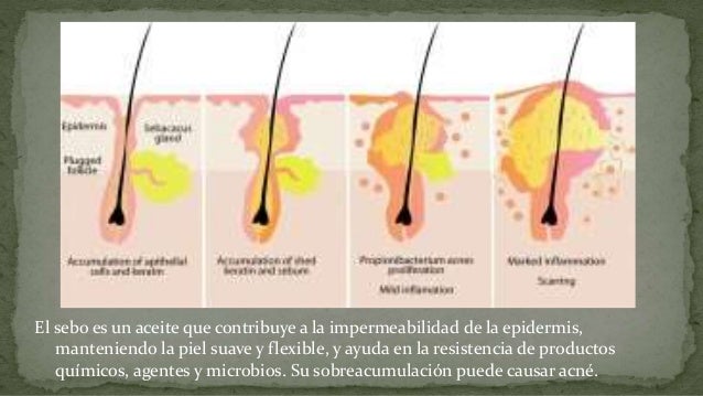 Aparato tegumentario