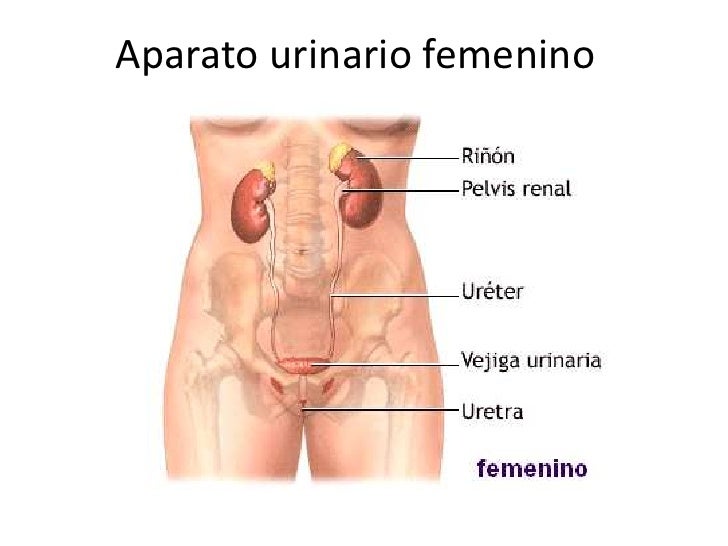 Los ejercicios y la gimnasia para la espalda a los dolores