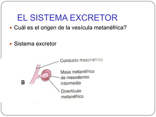 EL SISTEMA EXCRETORCuál es el origen de la vesícula metanéfrica?Sistema excretor