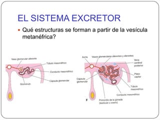 EL SISTEMA EXCRETORQué estructuras se forman a partir de la vesícula metanéfrica?