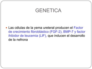 GENETICALas células de la yema ureteral producen el Factor de crecimiento fibroblástico (FGF-2), BMP-7 y factor ihibidor de leucemia (LIF), que inducen el desarrollo de la nefrona