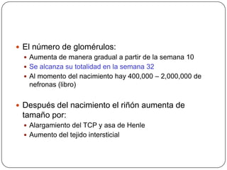 El número de glomérulos:Aumenta de manera gradual a partir de la semana 10Se alcanza su totalidad en la semana 32Al momento del nacimiento hay 400,000 – 2,000,000 de nefronas (libro)Después del nacimiento el riñón aumenta de tamaño por:Alargamiento del TCP y asa de HenleAumento del tejido intersticial