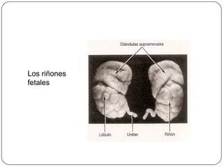 Los riñones fetales