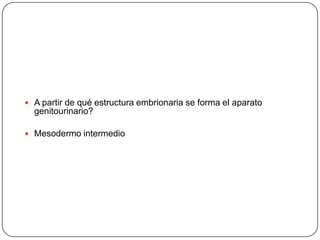 A partir de qué estructura embrionaria se forma el aparato genitourinario?Mesodermo intermedio