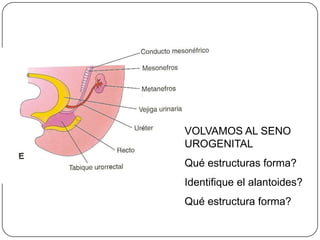 VOLVAMOS AL SENO UROGENITALQué estructuras forma?Identifique el alantoides?Qué estructura forma?