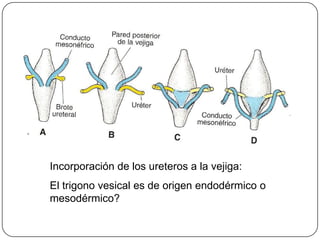 Incorporación de los ureteros a la vejiga:El trigono vesical es de origen endodérmico o mesodérmico?