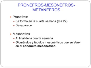 PRONEFROS-MESONEFROS-METANEFROSPronefros: Se forma en la cuarta semana (día 22)DesapareceMesonefrosAl final de la cuarta semanaGlomérulos y túbulos mesonéfricos que se abren en el conducto mesonéfrico