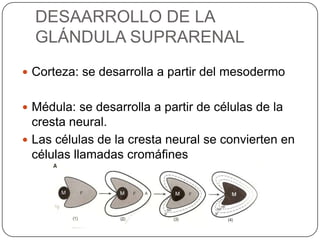 DESAARROLLO DE LA GLÁNDULA SUPRARENALCorteza: se desarrolla a partir del mesodermoMédula: se desarrolla a partir de células de la cresta neural. Las células de la cresta neural se convierten en células llamadas cromáfines